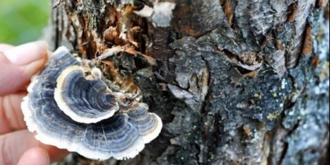 Kako se riješiti gljiva na stablu jabuke